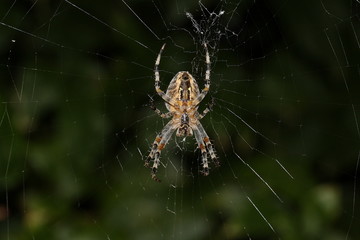 Gartenkreuzspinne, Spinne im Nest, Araneus diadematus
