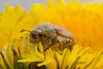 the big Chafer