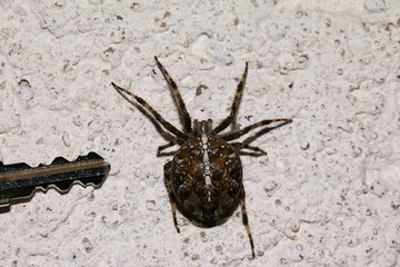 Gartenkreuzspinne, Spinne kurz vor der Eiablage, Araneus diadematus