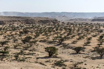 Frankincense tree plants plantage agriculture growing desert near Salalah Oman 6