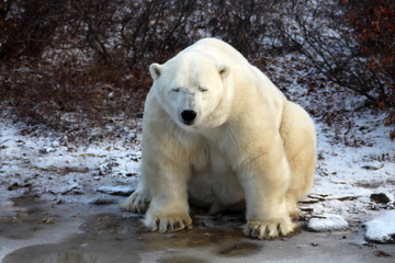 Eisb&auml;r- Churchill -Hudson Bay Kanada