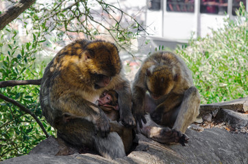 Fototapeta premium Three Barbary macaques resting in the shade of the trees. Female Barbary macaque with young suckling. Upper Rock area of the Gibraltar Nature Reserve, British Overseas Territory 