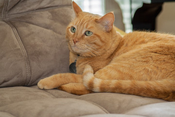 Orange tabby cat on the couch looks up at something with wonder