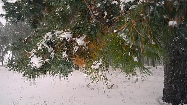 Snowfall in the forest, the snow falls on the branch of spruce, sleepy snow winter forest