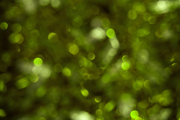 Blurred dark greenery background with bokeh lights