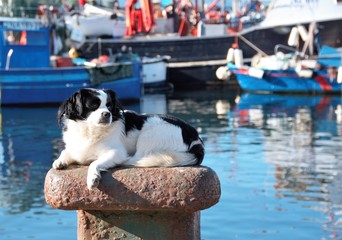 dog sunbathing on a mooring bollard in the port of Pozzuoli , Naples, Italy