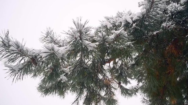 Pine branches with cones nestled snow swinging in the wind coniferous winter forest snowfall in the woods