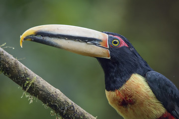 Pale Mandibled Aracari, Cloud Forest