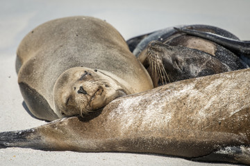 Lazy Galapagos Sea Lion