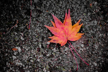 Alone concept.Red maple leaves on the floor.