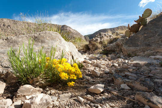 Wild flowers at Dog Canyon at Oliver Lee Memorial State Park, Ne