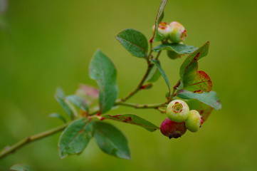 Nature in the North Shore