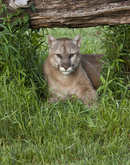 Mountain Lion resting under the shade of a fallen tree