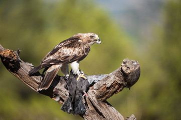 Aguila calzada