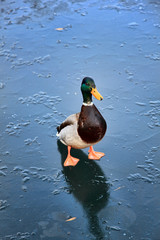 Male Mallard duck (Anus platyrhynchos) or wild duck on a frozen lake