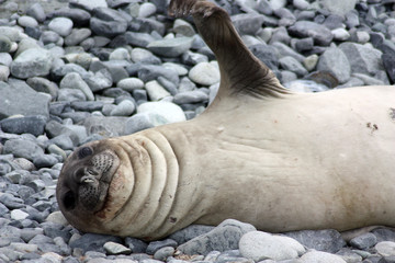 Naklejka premium Robbe-Antarktis