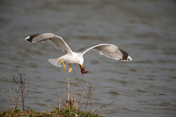 Gaviota patiamarilla