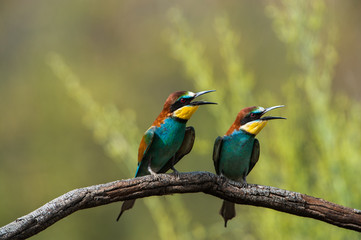 Abejarucos