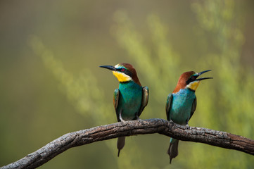 Abejarucos