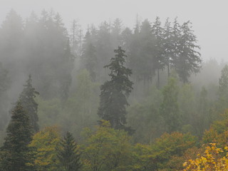 Geheimnissvoller Harzwald