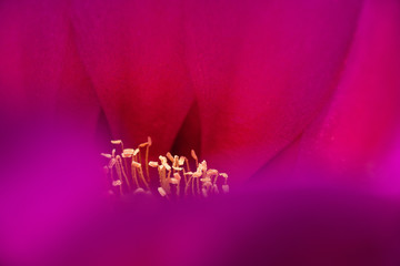 Close-up Cactus flower