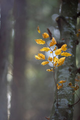beech branch with leaves, illuminated by sunlight