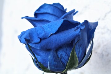 blue rose