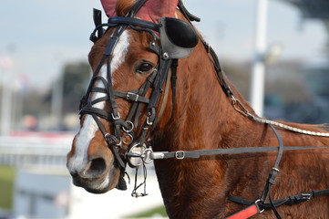 Obraz premium trotteur