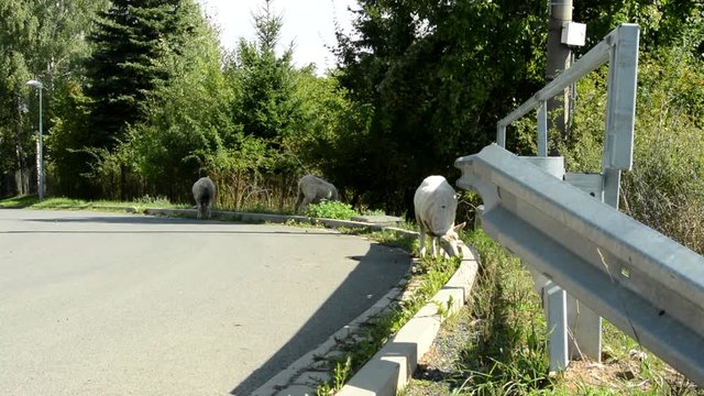 Goats graze by a road on a sunny day