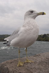 Bird at Niagara Falls