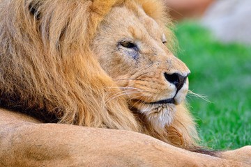 Lion lying on green grass