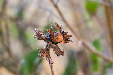 hazelnut in deep winter frost