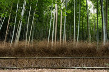 Fototapeta na wymiar Greenery Bamboo