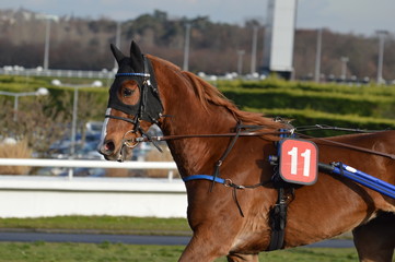 Fototapeta premium trotteur