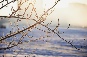 Fototapeta na wymiar Branches in frost. On a cold winter foggy day, the sun hidden by a fog