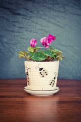green flower plant in a large ceramic pot