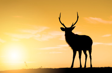 Deer Buck standing on highland under sunset