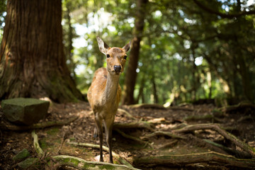 Roe deer in the wild