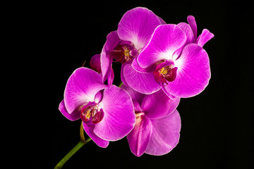Obraz na płótnie Canvas Pink orchid