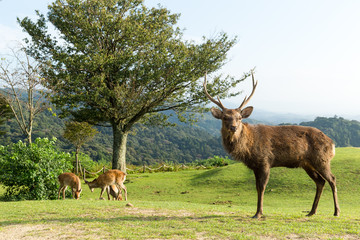 Group of Deer in mountain of Nara in Japan