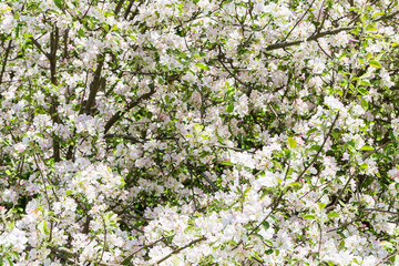 Blooming apple tree