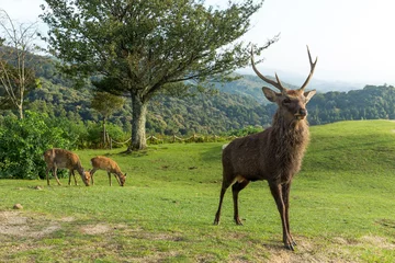 Gordijnen Doe Deer and natural landscape © leungchopan