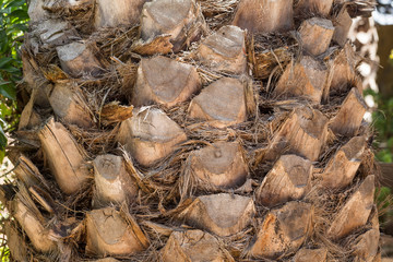 palm tree trunk background
