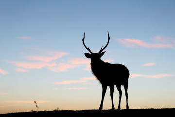 Silhouette of deer against sky at sunset