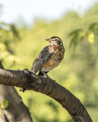 American robin,Turdus migratorius