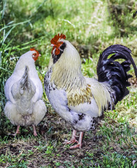 Rooster anc children in garden feeding
