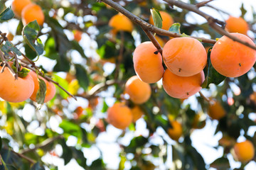 Persimmon tree