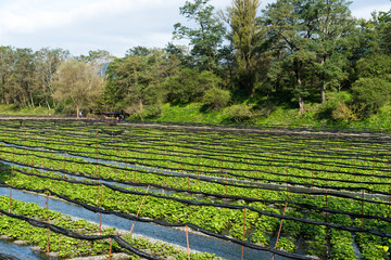 Wasabi farm in Nagano