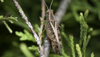 Grasshopper waiting for its turn