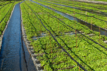 Green wasabi field